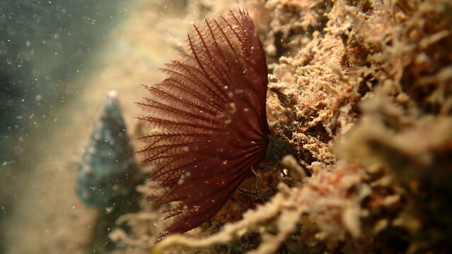 Polychaeta or bristle worm, fan worm (Branchiomma luctuosum) undersea, Ligurian Sea, Italy, Imperia