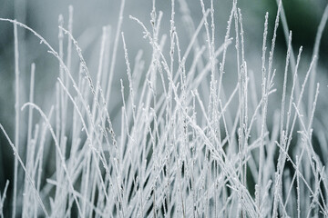 frosted grass in winter, backdrop wallpaper tranquil peaceful