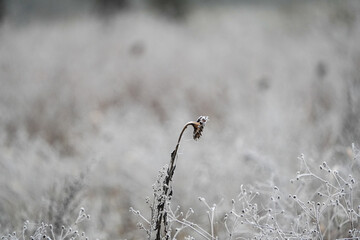 single dead sunflower against winter background, bereavement condolences card