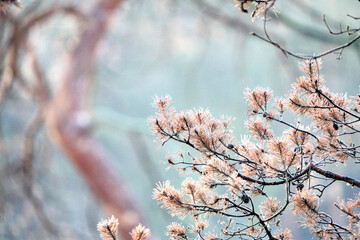 pinetree with frost in winter, meertjesven