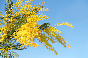 spring nature image with blossoming yellow mimosa twigs against blue sky background. symbol of festive spring season, 8 March holiday. fluffy yellow buds of flowering mimosa close up. copy space