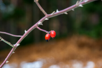 Valle de la Barranca en la Sierra de Guadarrama en Invierno
