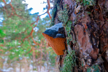 Valle de la Barranca en la Sierra de Guadarrama en Invierno