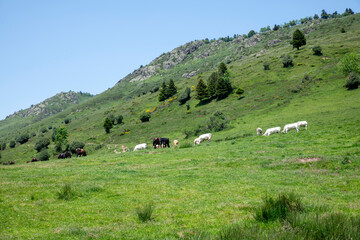 Grazing Horses and cows On Lush Green Hill Under Clear Blue Sky On a Sunny Day