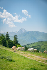 Cows Grazing on a Green Mountain Meadow Under Clear Blue Sky with pyrenees Peaks