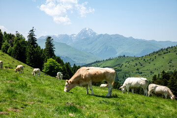 Cows Grazing on a Green Mountain Meadow Under Clear Blue Sky with pyrenees Peaks