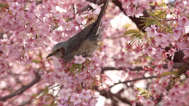 [Slow motion] A Japanese brown-eared Bulbul sipping nectar from Kawazu cherry blossoms