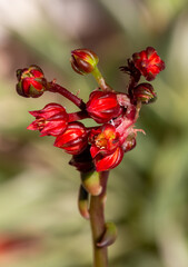 Proxiphographie d'une plante grasse (succulente) - Black prince - Echeveria Black Prince