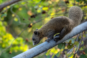 A green squirrel in the wild in a forest near Hua Hin, Thailand.