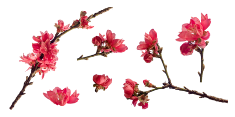 Set of pink cherry blossom isolated on white