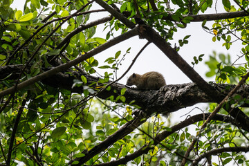 Fototapeta premium A green squirrel in the wild in a forest near Hua Hin, Thailand.