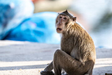 A green macaque in the wild in a forest near Hua Hin, Thailand.
