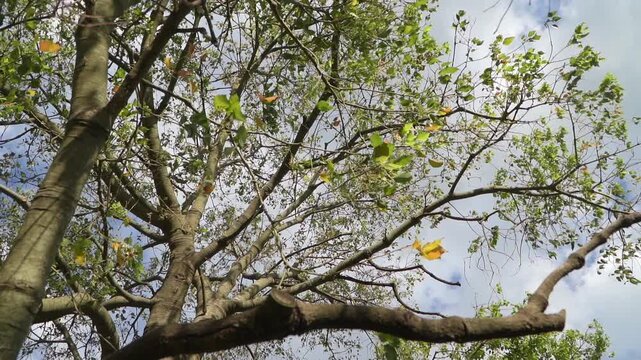 Low-angle, slow-motion pivoting shot of a tree top against a cloudy sky.