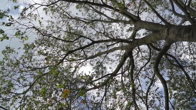 Low-angle, slow-motion pivoting shot of a tree top against a cloudy sky.