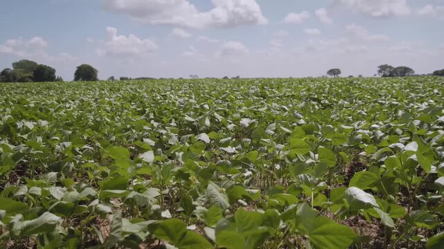 General slow-motion sideways tracking shot of a bean field