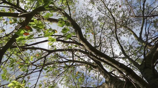 Low-angle, slow-motion pivoting shot of a tree top against a cloudy sky.