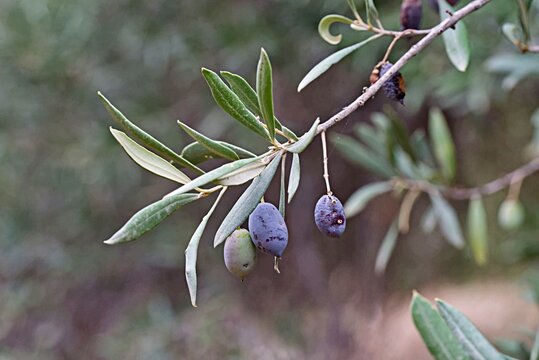 The olive tree (Olea europaea) is a species of subtropical evergreen tree in the family Oleaceae, Crete
