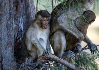 Fototapeta premium A green macaque in the wild in a forest near Hua Hin, Thailand.