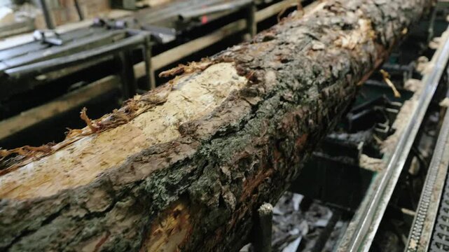 A raw tree log with rough bark and partial stripping moves along a mechanical conveyor in a sawmill for processing. Indoor industrial setting with low light