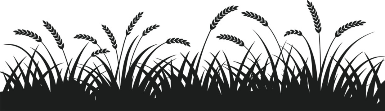 Black silhouette of wheat grass stalks and blades against a white background field agriculture