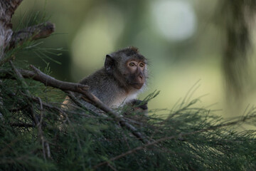 A green macaque in the wild in a forest near Hua Hin, Thailand.