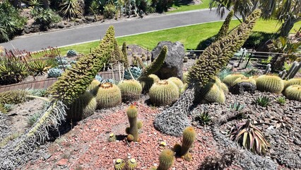 Round Cactus Cluster Close Up At Royal Botanic Gardens Melbourne