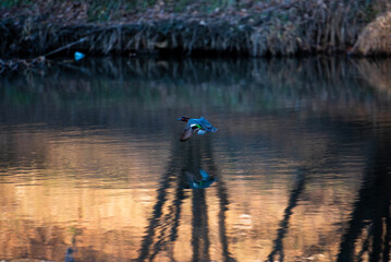 물 위를 날아가는 쇠오리