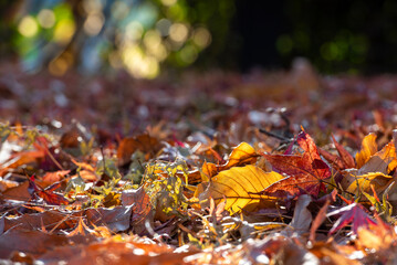 햇살에 반짝이는 낙엽