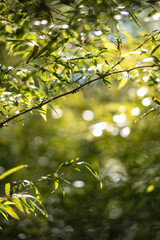 초록잎과 따사로운 빛