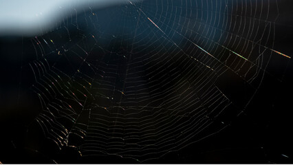 Telara&ntilde;a peque&ntilde;a a contra luz