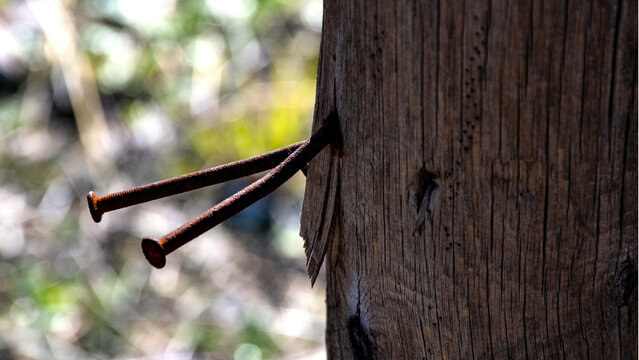 Tronco de &aacute;rbol tratado para no arder, con clavos largos oxidados