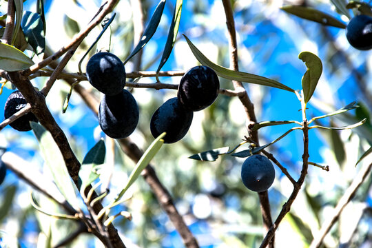 aceitunas negras maduras en el &aacute;rbol, el aceite de oliva Picual es el m&aacute;s producido en Espa&ntilde;a, su principal ventaja es la alta capacidad de conservaci&oacute;n que posee. 