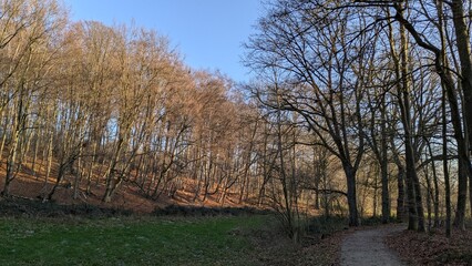 Obraz premium Viersen, Spaziergang in ländlicher Gegend, Herbst, Jahreszeiten in Deutschland, kahle Bäume