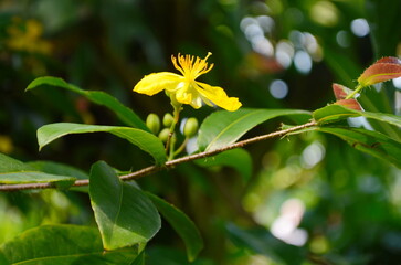 Macro a ochna integerrima integerrima branch, flowers of traditional Vietnamese new year