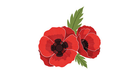 Detailed illustration of two vibrant red poppy flowers with dark centers and green leaves on a white background.