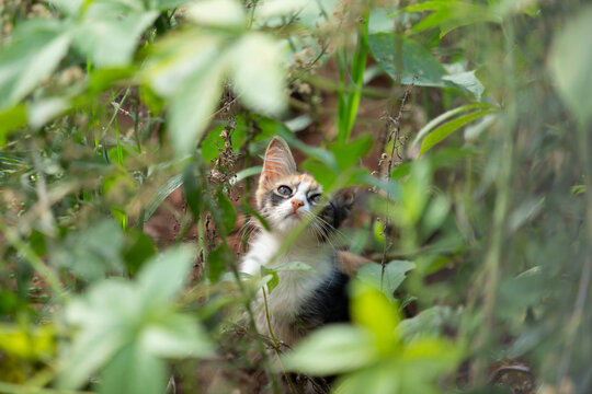Filhote de felino dom&eacute;stico explorando terreno com ervas daninhas.