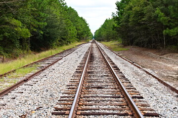 Fototapeta premium The railroad tracks stretch into the horizon, framed by a canopy of trees, creating a sense of depth and perspective.