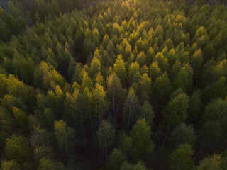 Aerial view of a dense forest canopy ablaze with the golden hues of the setting sun, casting long shadows across the verdant landscape, Tver, Tver Oblast, Russia.