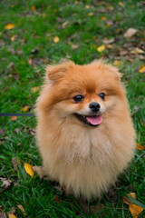 Fluffy orange pomeranian dog smiling at the camera, sitting on green grass with fallen yellow leaves, enjoying an outdoor walk during a sunny autumn day