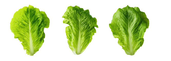 Fresh romaine lettuce leaves on transparent background nature food photography green colors