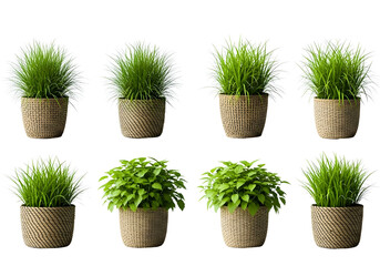 Variety of green plants in woven baskets on transparent background