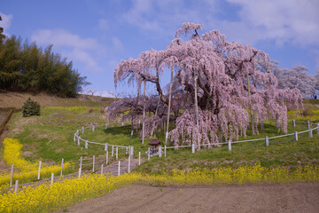 三春町　満開の滝桜