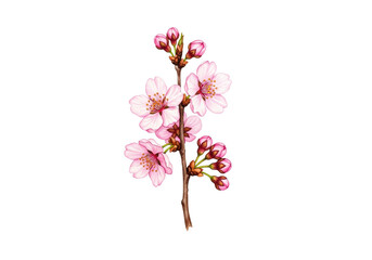 Fototapeta premium Highly detailed macro photograph of a delicate watercolor sakura branch illustration with soft pink petals, flat lay on transparent background. Concept of aesthetic spring purity