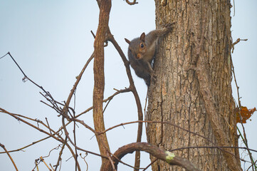 Eastern gray squirrel on the side of a tree trunk stopping for a moment to check out its surroundings on a foggy morning