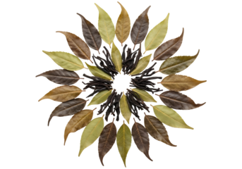 A circular arrangement of colorful leaves isolated on white background