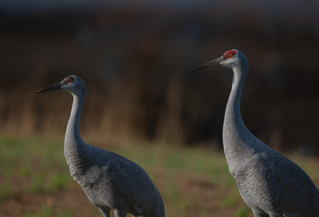 Portrait of two sandhill cranes, one an adult and the other a juvenile in Hiwassee Wildlife Refuge, Meigs County, Tennessee