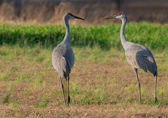 Adult and juvenile sandhill cranes looking at each other while walking through a grassy field in Hiwassee Wildlife Refuge, Meigs County, Tennessee