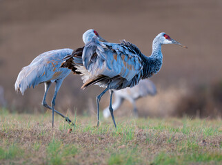 Sandhill crane ruffling up its feathers as it walks through a field in Hiwassee Wildlife Refuge, Meigs County, Tennessee