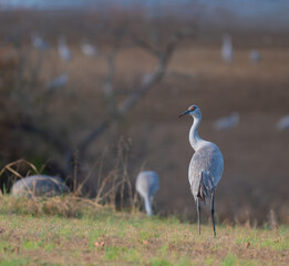 Sandhill crane looking back over its shoulders in a field in Hiwassee Wildlife Refuge, Meigs Wildlife Refuge, Tennessee