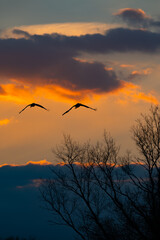 Silhouette of two sandhill cranes flying at sunset on a cold December evening in Hiwassee Wildlife Refuge, Meigs County, Tennessee